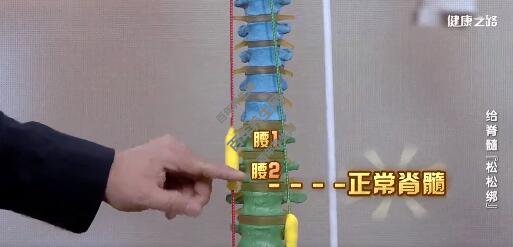 脊髓栓系模型演示