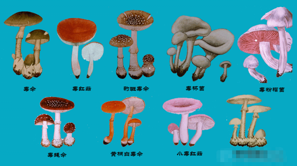 泸州一家四口误食毒蘑菇致两孩子身亡  如何分辨毒蘑菇