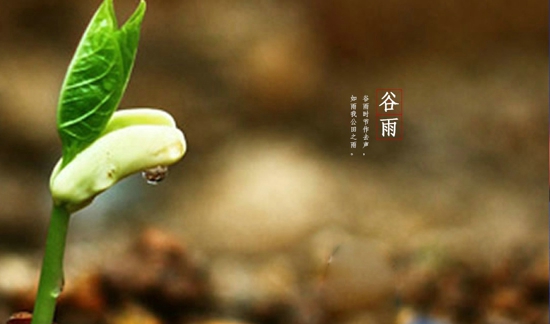 关于谷雨的习俗 谷雨时节应如何养生