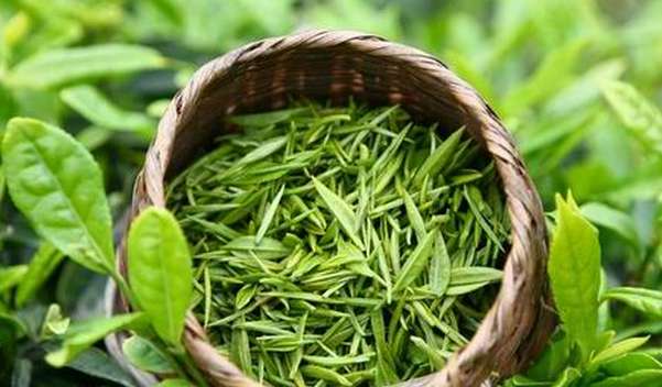 果蔬百科绿茶的美容功效与用法