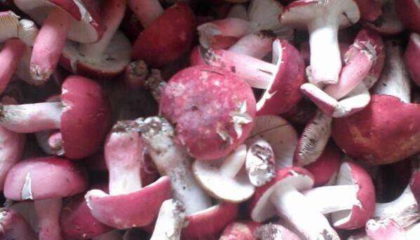 红菌菇怎么吃 红菌菇怎么做来吃