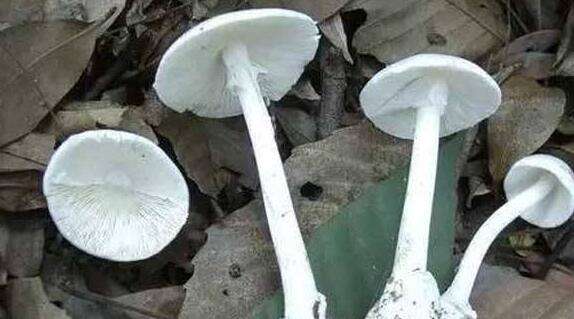 大白菇与白毒伞区别 怎么鉴别毒蘑菇