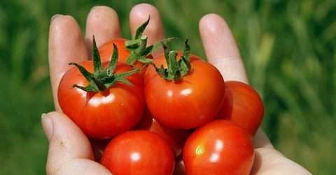 吃小番茄可以减肥吗