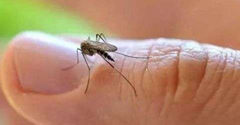 夏季怎么防蚊虫叮咬