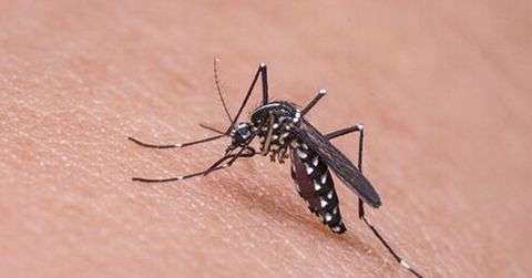 怎么预防幼儿夏季蚊虫叮咬