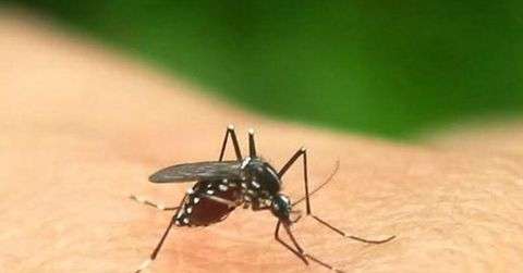 怎么预防幼儿夏季蚊虫叮咬