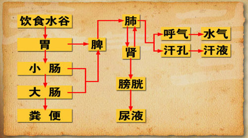 中医认为人体水液的代谢大致是这样的一个过程