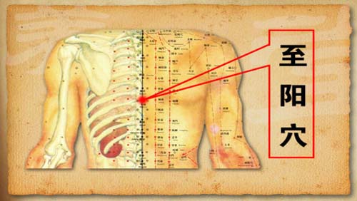 至阳穴位于第七胸椎下凹陷处