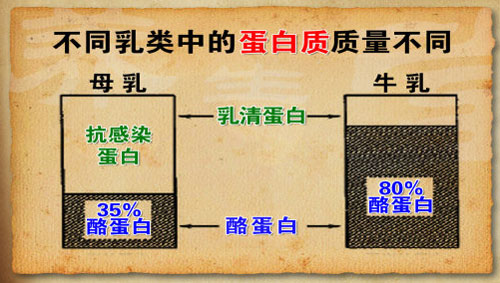 不同的乳类里面所含的蛋白质不同