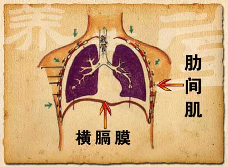 膈肌的下降使得胸腔容积增加