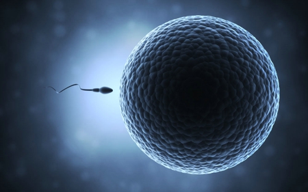 揭秘：精子与卵子的结合过程