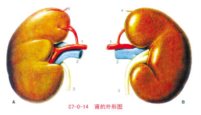 苹果6出了肾疼 人少了一个肾会怎么样？