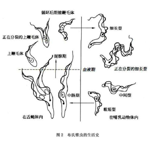 美国逾30万人感染“锥虫病” 了解锥虫病的临床表现