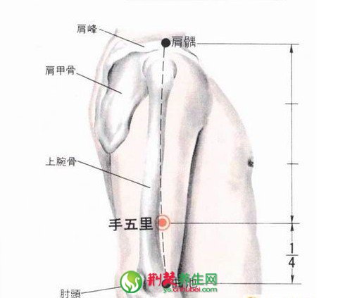 治疗肩周炎的偏方 点穴显神威(2)