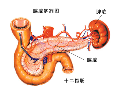 胰腺炎的发病原因