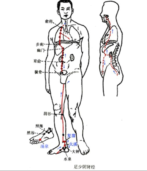 如何保养肾经 养肾补肾的最佳时间与方法