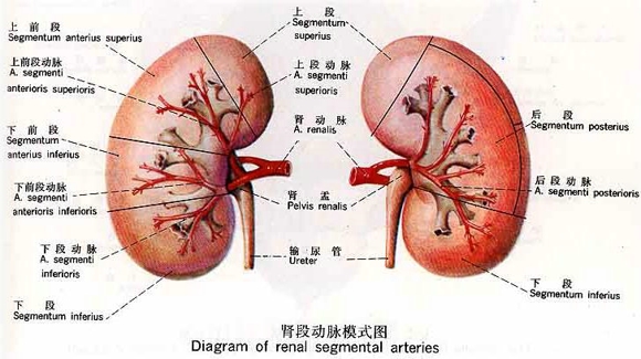 养生小知识 肾好坏看头发