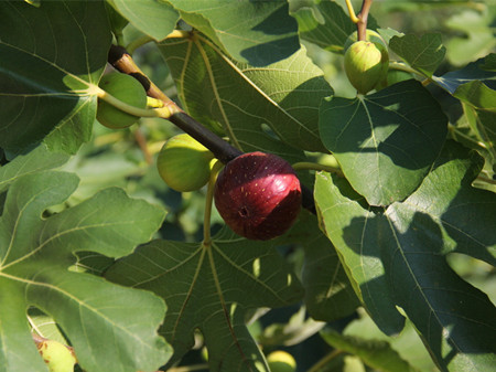 无花果可以治疗痔疮吗 无花果治痔疮偏方