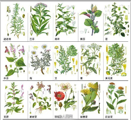 中草药野外识别图谱 教你如何识别中药材