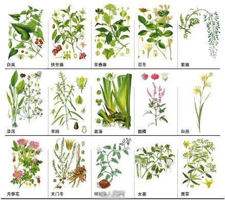 中草药野外识别图谱 教你如何识别中药材