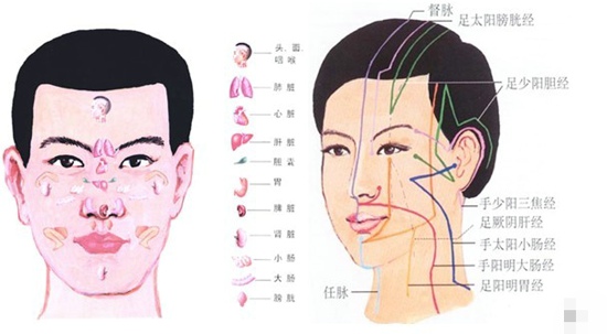 面部经络走向图 七大经络畅通身体才健康