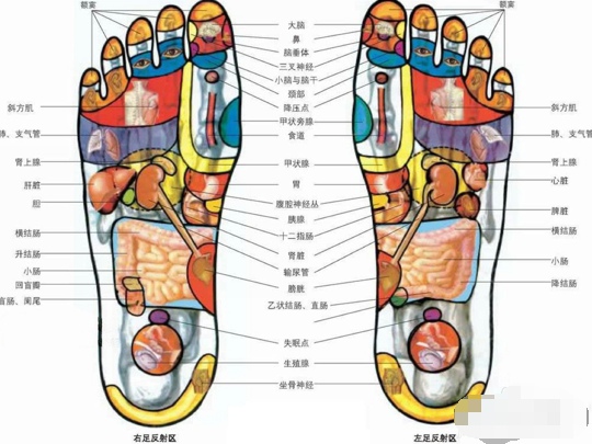 足底经络图 分享脚底穴位按摩方法