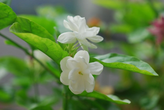 适合室内养的花卉 茉莉花千万不能少哦