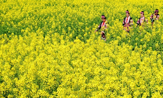 油菜花能吃吗 油菜花的功效与作用有哪些