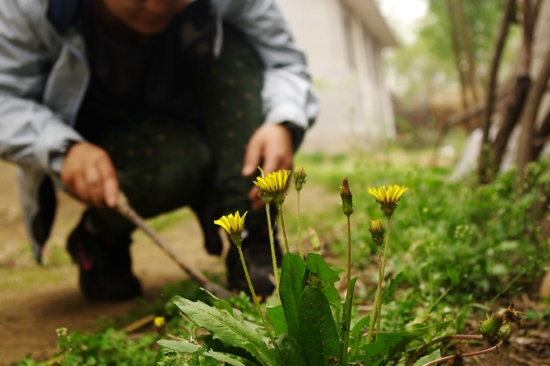 春季吃野菜注意些什么 一定要谨慎采食