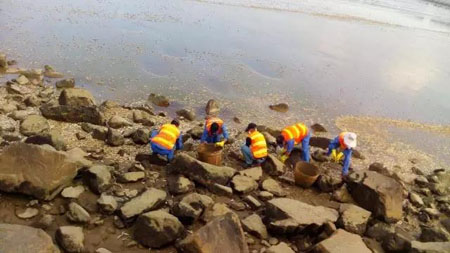 珠海海边惊现大量死鱼群 绵延两公里海滩(2)