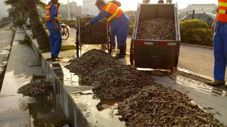 珠海海边惊现大量死鱼群 绵延两公里海滩(2)