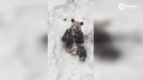 大熊猫玩雪视频走红 美国男子跟风穿熊猫服玩雪(2)