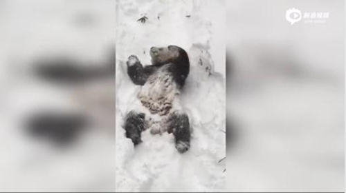 大熊猫玩雪视频走红 美国男子跟风穿熊猫服玩雪(3)