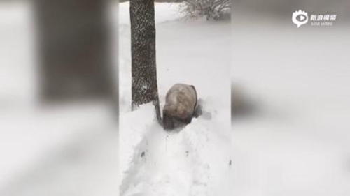 大熊猫玩雪视频走红 美国男子跟风穿熊猫服玩雪