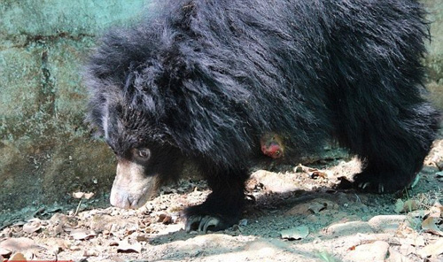 印尼幼熊因偷猎圈套失去脚掌 需靠鼻子行走