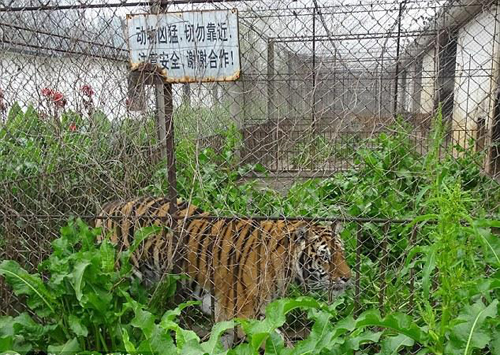 广西农场乔装成动物园 老虎被饿死制壮阳酒(3)