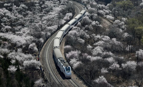 居庸关花海暂时封闭 发烧友曾为拍照逼停列车(2)