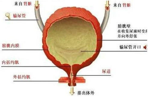 老太膀胱长“鹅蛋”血尿不止 原是直径8厘米肿瘤(5)