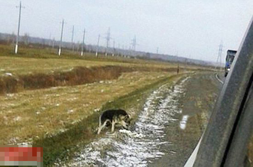 忠犬不畏严寒守候一年 等待死去主人归来