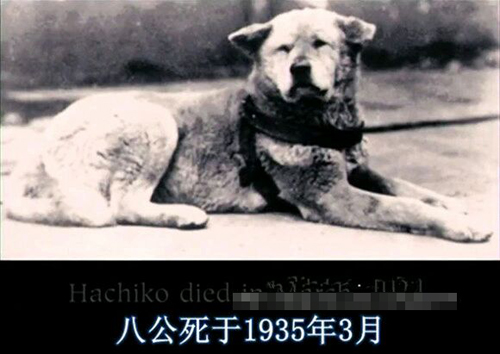 忠犬不畏严寒守候一年 等待死去主人归来(5)