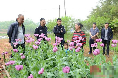 村民种植300多棵罂粟：以为是味道好的蔬菜