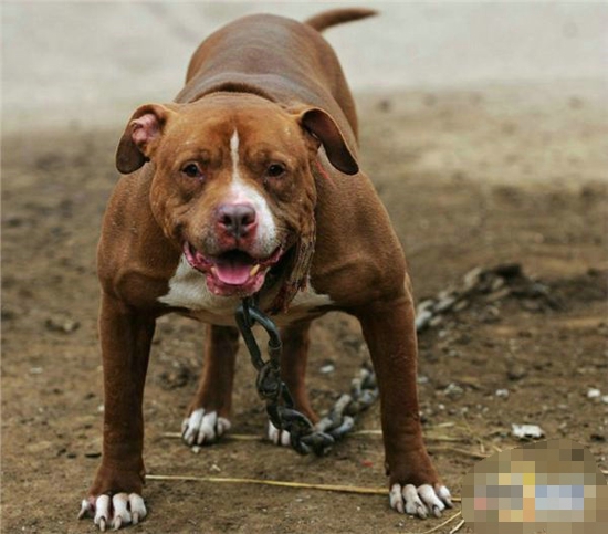 世界十大最凶猛的狗 中国最强的猛犬是谁