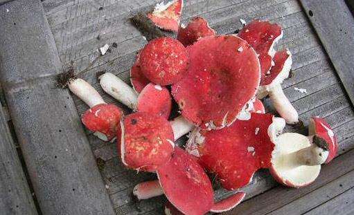 血菇和红菇有什么区别 怎么鉴别红菇