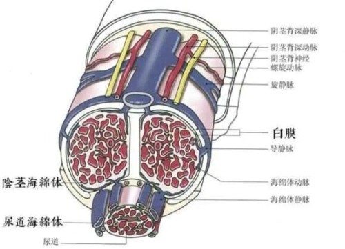 关于「丁丁」的基本情况