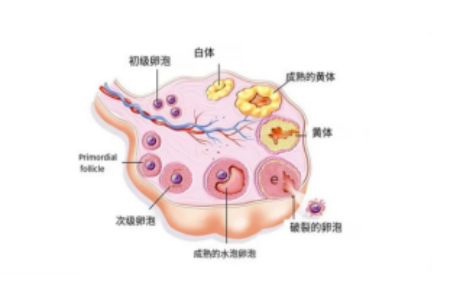 什么是黄体