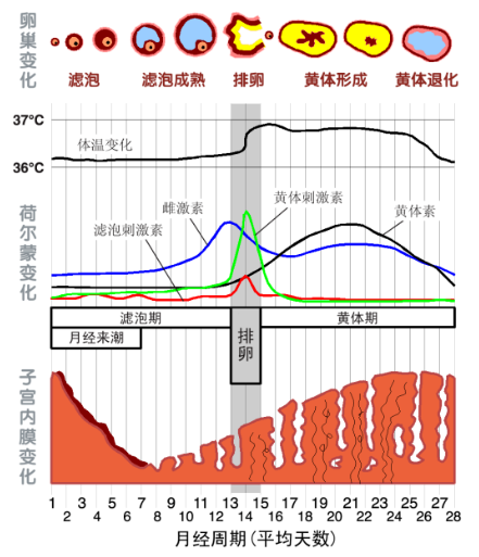 月经周期不同阶段