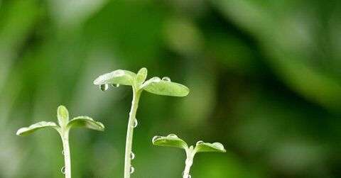 清明节吃什么